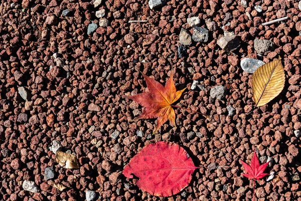 Coloré diverses feuilles tombées d'automne sur le sol. couverture foliaire séchée surface de la terre. gros plan, vue de dessus d'en haut, multicolore beau concept saisonnier décors — Photo