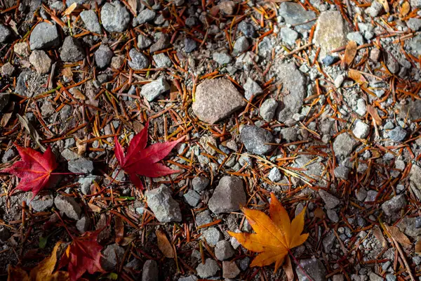 Renkli çeşitli Sonbahar yere yaprakları düştü. arazi kurutulmuş yaprak örtüsü yüzeyi. yakın çekim, yukarıdan üst görünüm, çok renkli güzel mevsimsel konsept arka planlar