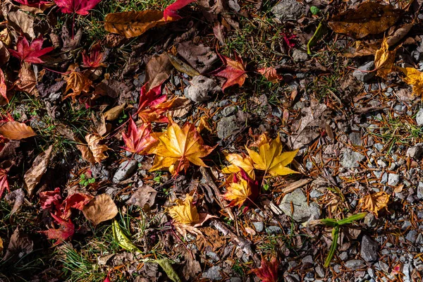 Colorido varias hojas caídas de otoño en el suelo. cubierta de hojas secas superficie de la tierra. primer plano, vista superior desde arriba, multicolor hermosos fondos de concepto estacional —  Fotos de Stock