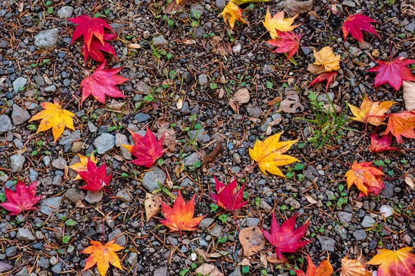 Renkli çeşitli Sonbahar yere yaprakları düştü. arazi kurutulmuş yaprak örtüsü yüzeyi. yakın çekim, yukarıdan üst görünüm, çok renkli güzel mevsimsel konsept arka planlar
