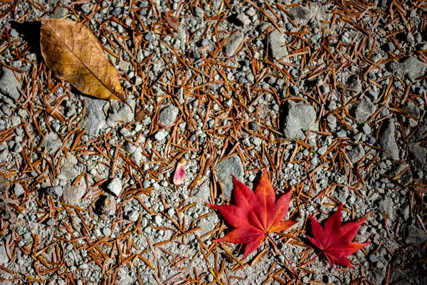 Colorido varias hojas caídas de otoño en el suelo. cubierta de hojas secas superficie de la tierra. primer plano, vista superior desde arriba, multicolor hermosos fondos de concepto estacional — Foto de Stock