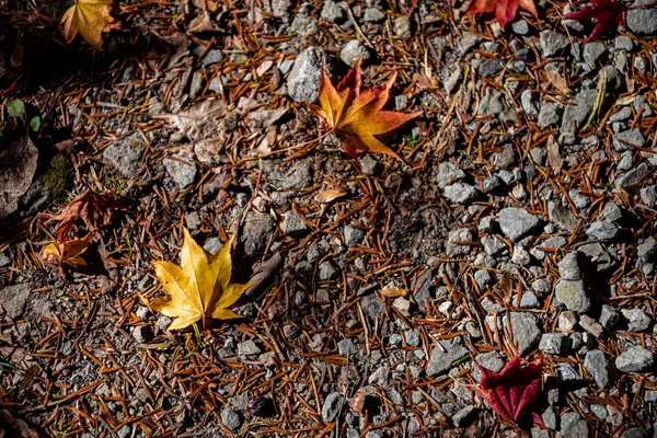 Renkli çeşitli Sonbahar yere yaprakları düştü. arazi kurutulmuş yaprak örtüsü yüzeyi. yakın çekim, yukarıdan üst görünüm, çok renkli güzel mevsimsel konsept arka planlar