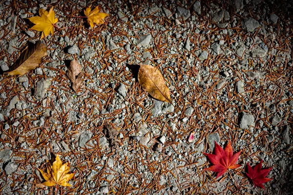 Coloré diverses feuilles tombées d'automne sur le sol. couverture foliaire séchée surface de la terre. gros plan, vue de dessus d'en haut, multicolore beau concept saisonnier décors — Photo