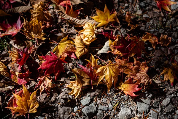 Colorido várias folhas Outono caído no chão. superfície de cobertura de folha seca de terra. close-up, vista superior de cima, multicolor bonito conceito sazonal fundos — Fotografia de Stock