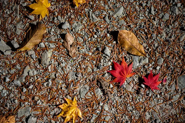 Colorido várias folhas Outono caído no chão. superfície de cobertura de folha seca de terra. close-up, vista superior de cima, multicolor bonito conceito sazonal fundos — Fotografia de Stock