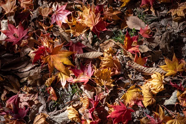 Colorido varias hojas caídas de otoño en el suelo. cubierta de hojas secas superficie de la tierra. primer plano, vista superior desde arriba, multicolor hermosos fondos de concepto estacional — Foto de Stock