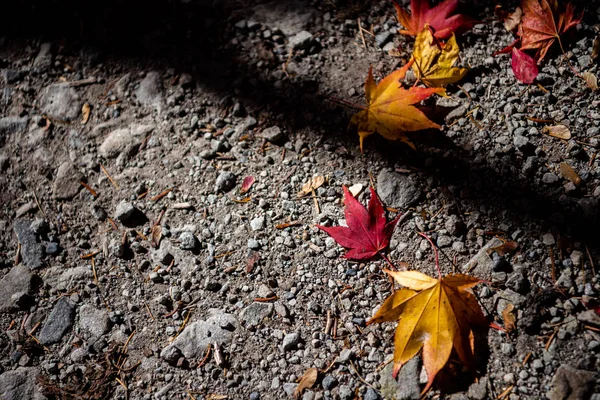 Barevný různé podzimní listí na zemi. povrch půdy se sušenou listovou plochou. zblízka, shora pohled, vícebarevná nádherná sezónní koncepce — Stock fotografie