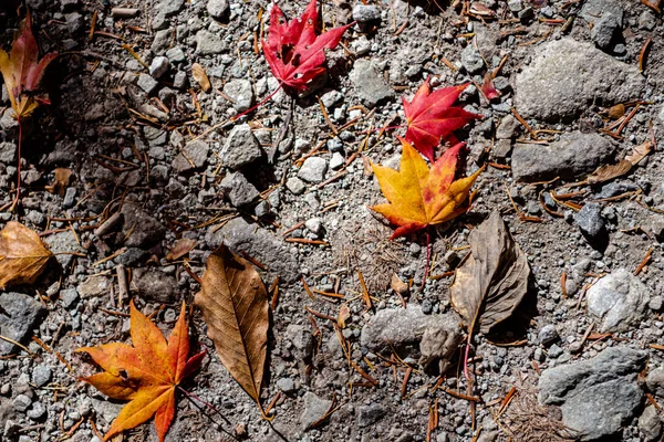 Colorido várias folhas Outono caído no chão. superfície de cobertura de folha seca de terra. close-up, vista superior de cima, multicolor bonito conceito sazonal fundos — Fotografia de Stock