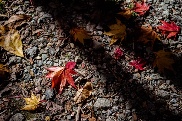 Renkli çeşitli Sonbahar yere yaprakları düştü. arazi kurutulmuş yaprak örtüsü yüzeyi. yakın çekim, yukarıdan üst görünüm, çok renkli güzel mevsimsel konsept arka planlar