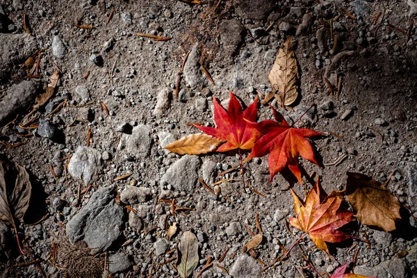 Coloré diverses feuilles tombées d'automne sur le sol. couverture foliaire séchée surface de la terre. gros plan, vue de dessus d'en haut, multicolore beau concept saisonnier décors — Photo