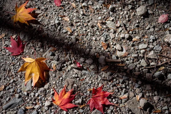 Renkli çeşitli Sonbahar yere yaprakları düştü. arazi kurutulmuş yaprak örtüsü yüzeyi. yakın çekim, yukarıdan üst görünüm, çok renkli güzel mevsimsel konsept arka planlar