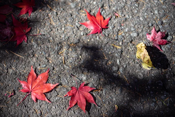 Colorido varias hojas caídas de otoño en el suelo. cubierta de hojas secas superficie de la tierra. primer plano, vista superior desde arriba, multicolor hermosos fondos de concepto estacional —  Fotos de Stock