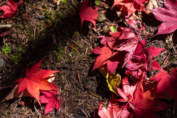 Renkli çeşitli Sonbahar yere yaprakları düştü. arazi kurutulmuş yaprak örtüsü yüzeyi. yakın çekim, yukarıdan üst görünüm, çok renkli güzel mevsimsel konsept arka planlar