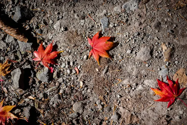 Colorido varias hojas caídas de otoño en el suelo. cubierta de hojas secas superficie de la tierra. primer plano, vista superior desde arriba, multicolor hermosos fondos de concepto estacional — Foto de Stock