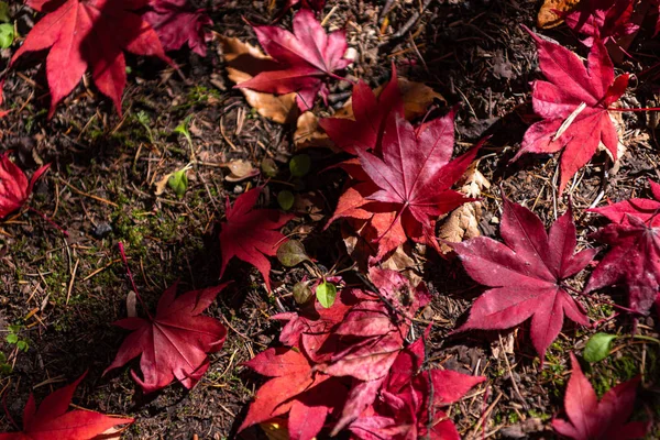 Coloré diverses feuilles tombées d'automne sur le sol. couverture foliaire séchée surface de la terre. gros plan, vue de dessus d'en haut, multicolore beau concept saisonnier décors — Photo