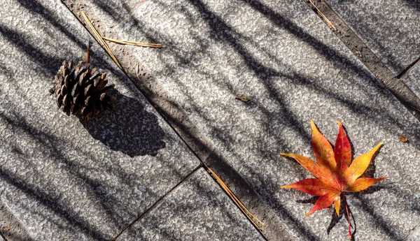 Coloré diverses feuilles tombées d'automne sur le sol. couverture foliaire séchée surface de la terre. gros plan, vue de dessus d'en haut, multicolore beau concept saisonnier décors — Photo