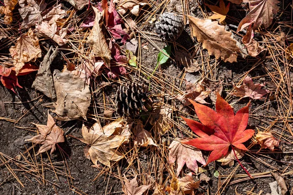 Colorido varias hojas caídas de otoño en el suelo. cubierta de hojas secas superficie de la tierra. primer plano, vista superior desde arriba, multicolor hermosos fondos de concepto estacional —  Fotos de Stock