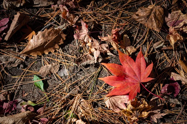 Colorido varias hojas caídas de otoño en el suelo. cubierta de hojas secas superficie de la tierra. primer plano, vista superior desde arriba, multicolor hermosos fondos de concepto estacional —  Fotos de Stock
