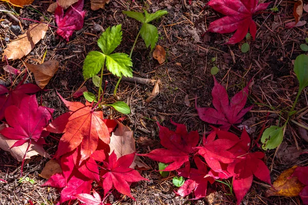 Renkli çeşitli Sonbahar yere yaprakları düştü. arazi kurutulmuş yaprak örtüsü yüzeyi. yakın çekim, yukarıdan üst görünüm, çok renkli güzel mevsimsel konsept arka planlar