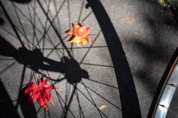 Sombra de una rueda de bicicleta con hojas caídas de otoño en el suelo. primer plano, vista superior desde arriba, hermosos fondos estacionales. Un concepto de viaje por carretera . — Foto de Stock