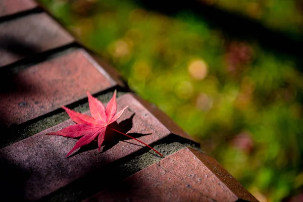 a red maple leaf fallen on the wayside. close-up view from above, beautiful seasonal concept backgrounds