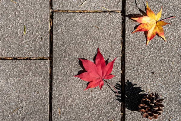 Coloré diverses feuilles tombées d'automne sur le sol. couverture foliaire séchée surface de la terre. gros plan, vue de dessus d'en haut, multicolore beau concept saisonnier décors — Photo