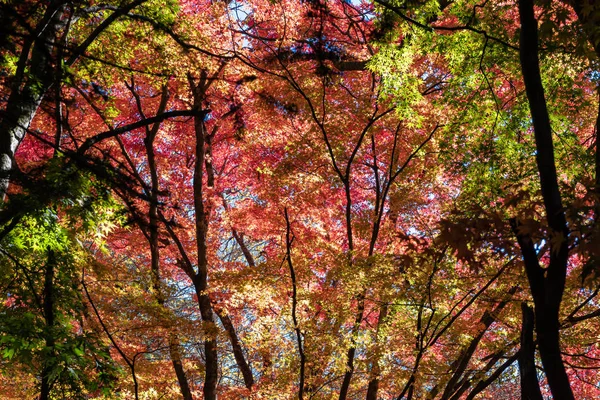 Multicolor hermoso paisaje de otoño de fondo. Colorido follaje de otoño en día soleado con cielo azul — Foto de Stock