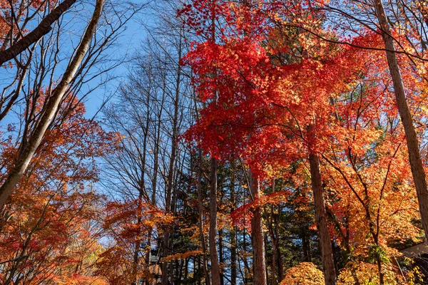 Многоцветный красивый пейзаж на фоне Autumn. Цветные осенние листья в солнечный день с голубым небом — стоковое фото