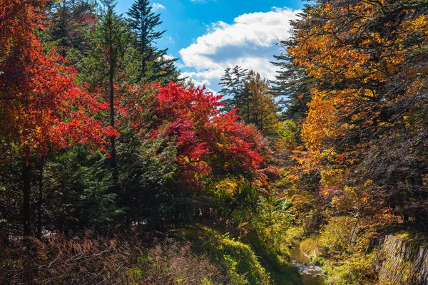 Багатобарвний красивий осінній пейзажний фон. Барвисте осіннє листя в сонячний день з блакитним небом — стокове фото
