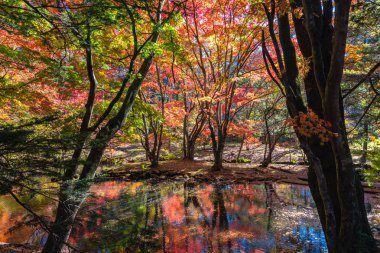 Kumobaike Pond güneşli bir günde yüzeye yansıyan renkli sonbahar yaprakları, Karuizawa, Japonya. Çok renkli güzel mevsimsel konsept arka planlar