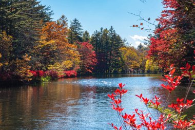 Kumobaike Pond sonbahar yeşillik manzara görünümü, güneşli bir günde yüzeye yansıyan çok renkli. Karuizawa park çevresinde kırmızı, turuncu, sarı, altın renklerile renkli ağaçlar, Nagano Prefecture, Japonya