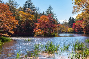 Kumobaike Pond sonbahar yeşillik manzara görünümü, güneşli bir günde yüzeye yansıyan çok renkli. Karuizawa park çevresinde kırmızı, turuncu, sarı, altın renklerile renkli ağaçlar, Nagano Prefecture, Japonya