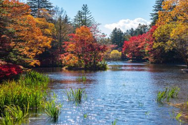 Kumobaike Pond sonbahar yeşillik manzara görünümü, güneşli bir günde yüzeye yansıyan çok renkli. Karuizawa park çevresinde kırmızı, turuncu, sarı, altın renklerile renkli ağaçlar, Nagano Prefecture, Japonya