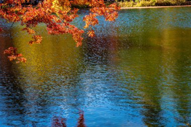 Kumobaike Pond sonbahar yeşillik manzara görünümü, güneşli bir günde yüzeye yansıyan çok renkli. Karuizawa park çevresinde kırmızı, turuncu, sarı, altın renklerile renkli ağaçlar, Nagano Prefecture, Japonya