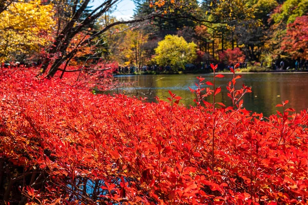 Kumobaike Pond vue de paysage de feuillage d'automne, multicolore réfléchissant sur la surface par temps ensoleillé. Arbres colorés avec des couleurs rouges, orange, jaune, or autour du parc à Karuizawa, préfecture de Nagano, Japon — Photo