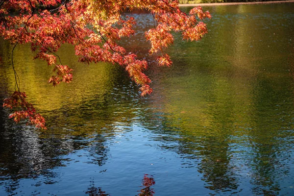 Kumobaike Pond vista del paisaje de follaje otoñal, multicolor reflejando en la superficie en el día soleado. Árboles coloridos con colores rojo, naranja, amarillo y dorado alrededor del parque en Karuizawa, Prefectura de Nagano, Japón — Foto de Stock