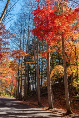 Karuizawa sonbahar manzara sokak görünümü, güneşli bir günde şehir etrafında kırmızı, turuncu, sarı, yeşil, altın renkler ile renkli ağaç. Ünlü turistik. Karuizawa, Nagano Prefecture, Japonya