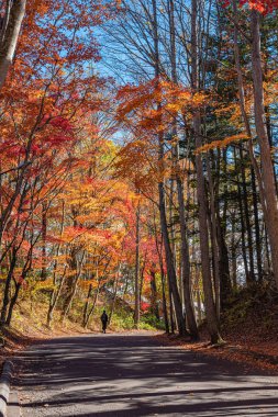 Karuizawa sonbahar manzara sokak görünümü, güneşli bir günde şehir etrafında kırmızı, turuncu, sarı, yeşil, altın renkler ile renkli ağaç. Ünlü turistik. Karuizawa, Nagano Prefecture, Japonya