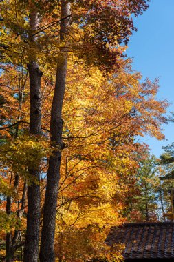 Karuizawa sonbahar manzara görünümü, Japonya'nın en iyi bilinen tatil köylerinden biri. güneşli bir günde kır evi etrafında kırmızı, turuncu, sarı, yeşil, altın renkler ile renkli ağaç, Nagano Prefecture, Japonya