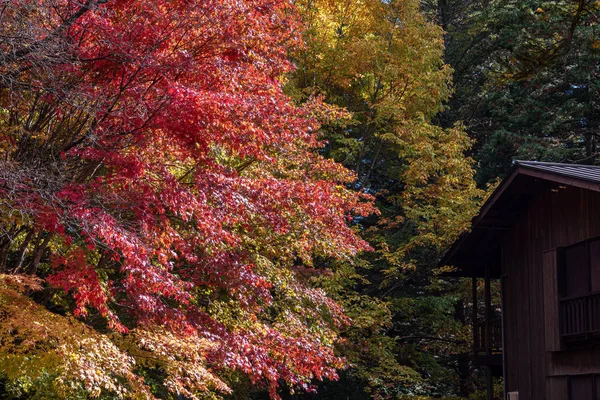 Karuizawa autumn scenery view, one of best-known resort villages in Japan. colorful tree with red, orange, yellow, green, golden colors around the country house in sunny day, Nagano Prefecture, Japan — Stock Photo, Image