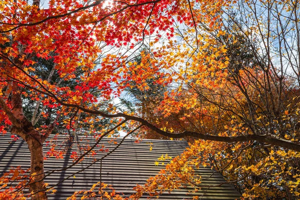 Karuizawa vista de paisagem de outono, uma das aldeias resort mais conhecidas no Japão. árvore colorida com vermelho, laranja, amarelo, verde, cores douradas ao redor da casa de campo em dia ensolarado, Prefeitura de Nagano, Japão — Fotografia de Stock