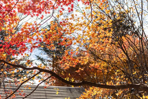 Vue sur le paysage d'automne de Karuizawa, l'un des villages de villégiature les plus connus au Japon. arbre coloré avec rouge, orange, jaune, vert, couleurs dorées autour de la maison de campagne dans la journée ensoleillée, Préfecture Nagano, Japon — Photo