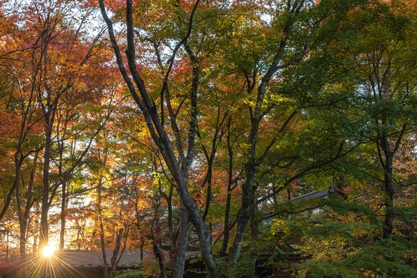 Vista del paisaje de otoño de Karuizawa, uno de los pueblos turísticos más conocidos de Japón. árbol colorido con rojo, naranja, amarillo, verde, colores dorados alrededor de la casa de campo en el día soleado, Prefectura de Nagano, Japón — Foto de Stock