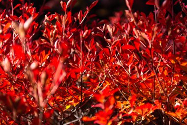 Close-up Enkianthus ( Dodan-Tsutsuji ) güneşli bir günde yaprak lar düşer. güzel sonbahar manzara arka plan