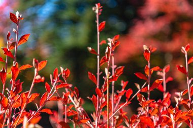 Close-up Enkianthus ( Dodan-Tsutsuji ) güneşli bir günde yaprak lar düşer. güzel sonbahar manzara arka plan
