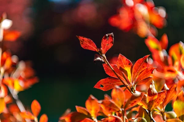 Close-up Enkianthus ( Dodan-Tsutsuji ) güneşli bir günde yaprak lar düşer. güzel sonbahar manzara arka plan