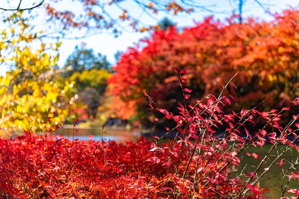 Κοντινό-επάνω Ενκιάνθους (Dodan-Tsutsuji) ΦΘΙΝΟΠΩΡΙΝΟ φύλλωμα την ηλιόλουστη μέρα. όμορφο φθινόπωρο φόντο τοπίο — Φωτογραφία Αρχείου