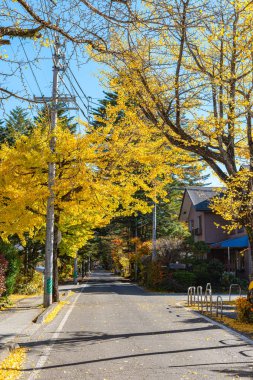 Karuizawa sonbahar manzara sokak görünümü, güneşli bir günde şehir etrafında kırmızı, turuncu, sarı, altın renkler ile renkli ağaç. Ünlü turistik. Karuizawa, Nagano Prefecture, Japonya - 31 Ekim 2018