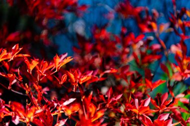 Close-up Enkianthus ( Dodan-Tsutsuji ) güneşli bir günde yaprak lar düşer. güzel sonbahar manzara arka plan