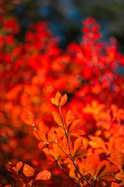 Nahaufnahme Enkianthus (dodan-tsutsuji) fallen Laub an sonnigen Tagen. schöne Herbst Landschaft Hintergrund — Stockfoto